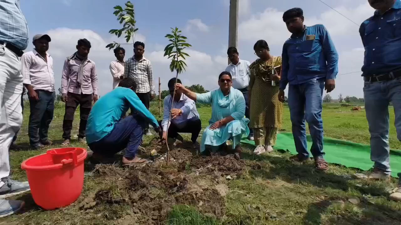 एसडीएम श्रद्धा सिंह ने किया पौधारोपण