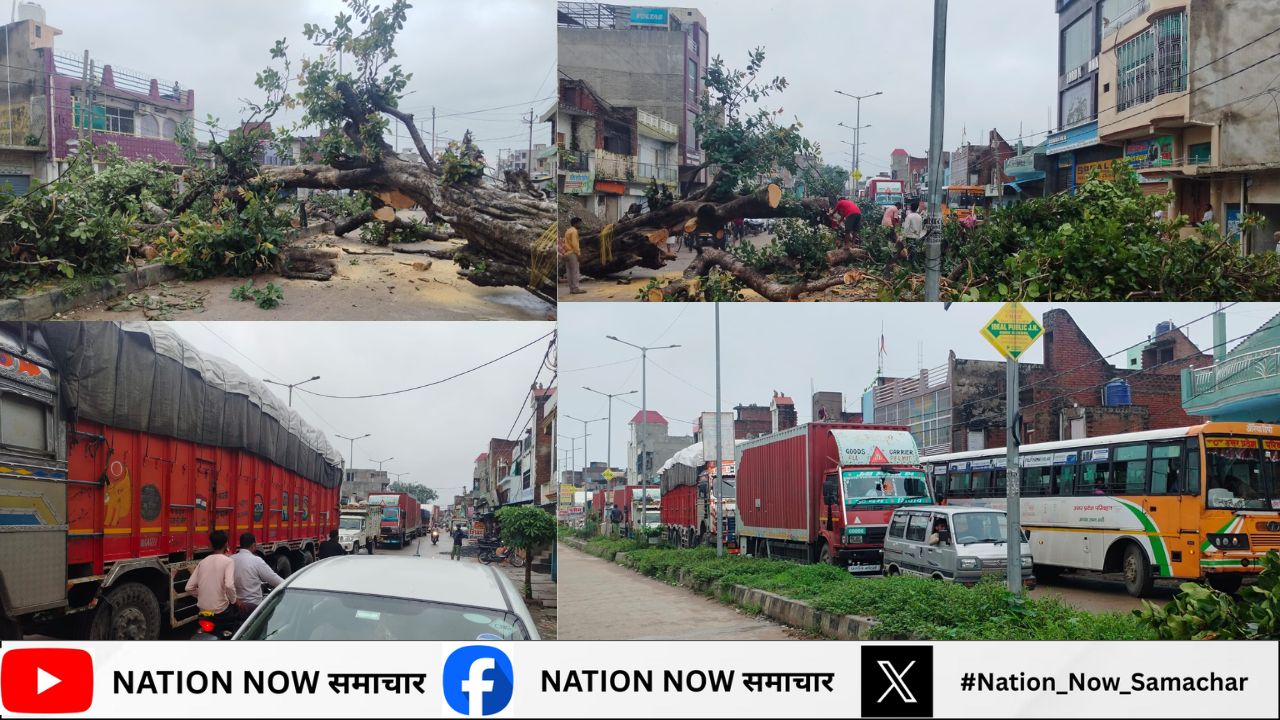 बिधूना: दिबियापुर मार्ग पर विशाल पेड़ गिरने से रक्षाबंधन पर आवाजाही बाधित
