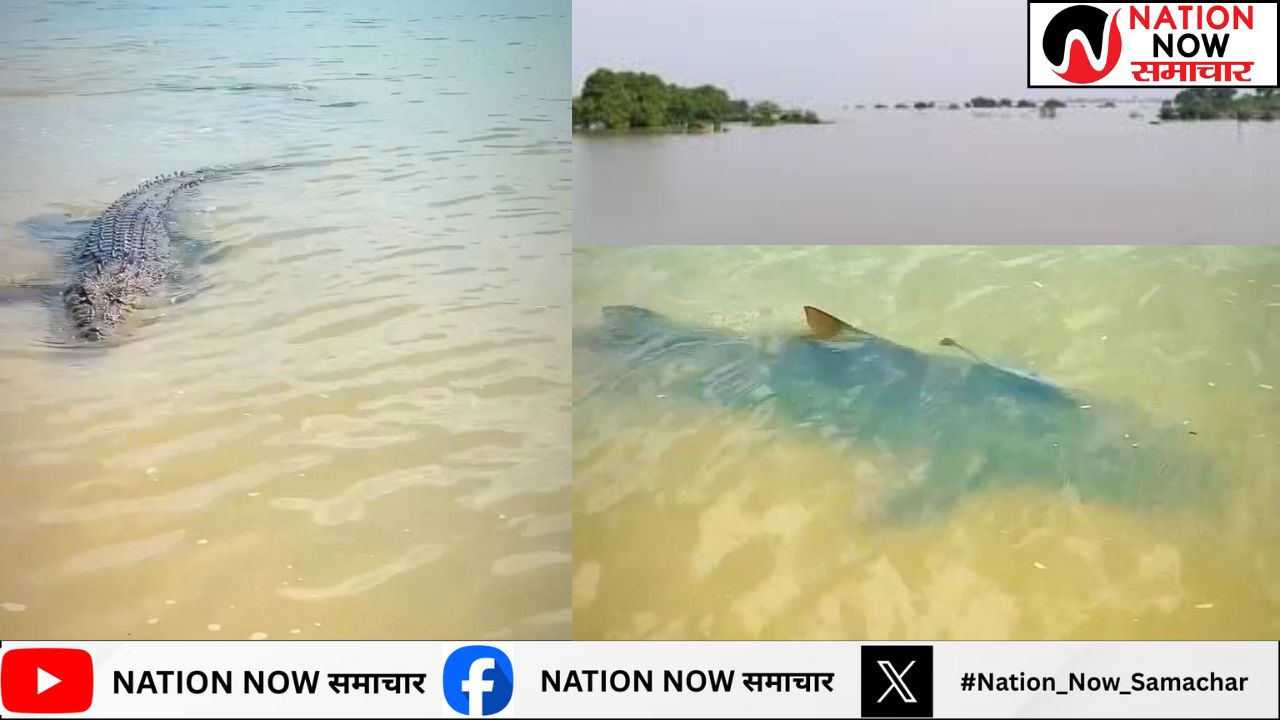 हमीरपुर- यमुना और बेतवा की बाढ़ में आया मगरमच्छ साथ ही दिखाई दी विशालकाय मछली का वीडियो वायरल