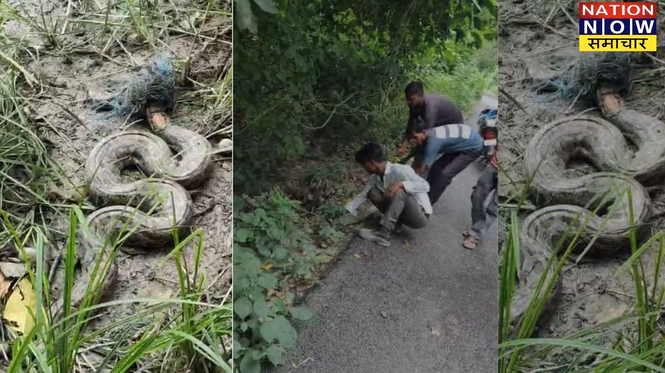 पीलीभीत के खेत में अजगर निकला, ग्रामीणों में मची दहशत