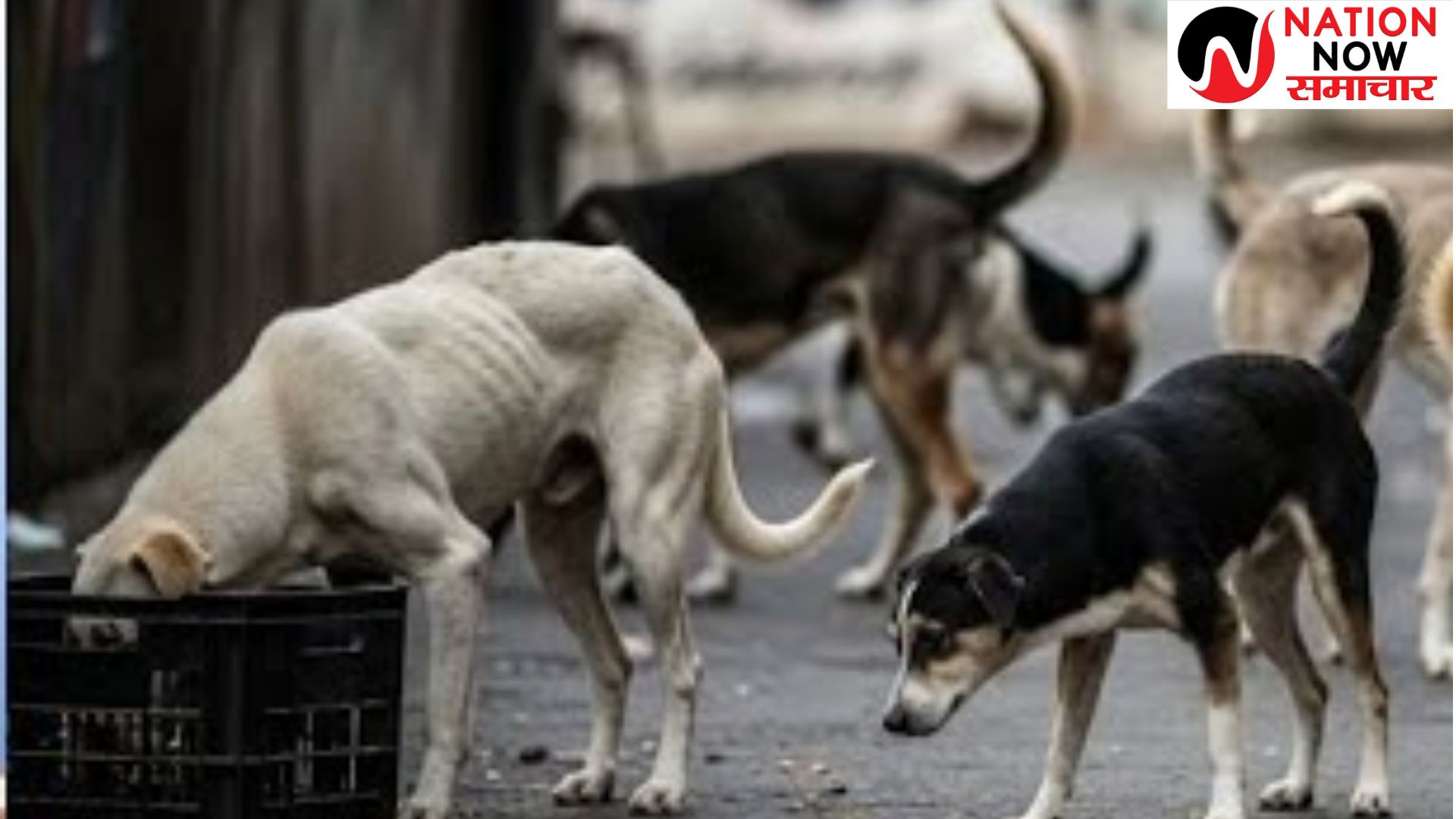 आवारा कुत्तों पर SC के आदेश का दिल्ली-NCR में कैसे होगा पालन?