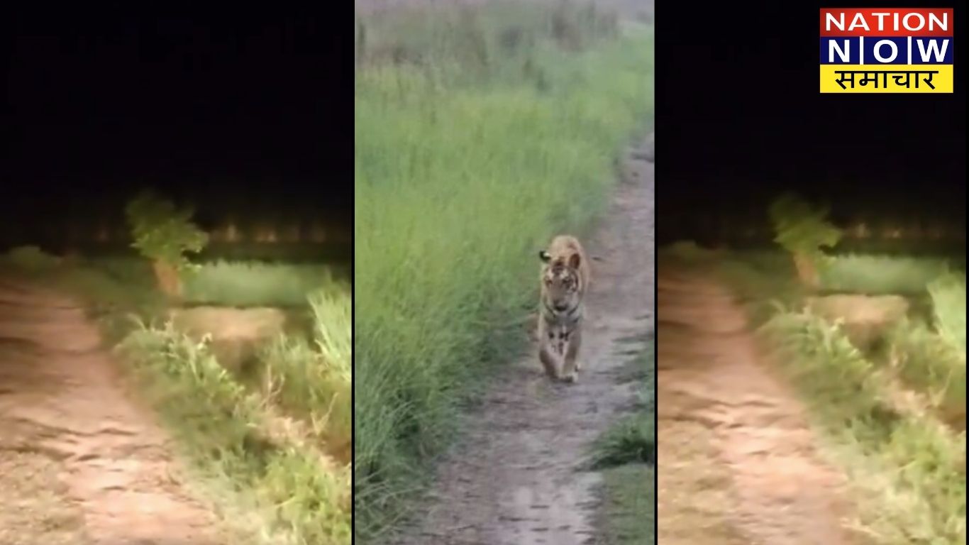 पीलीभीत: जंगल से बाघ खेतों में टहलता दिखा, वीडियो वायरल