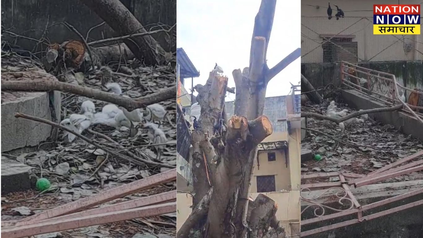 पीपल के पेड़ की डाली काटने से पक्षियों की मौत, 7 गिरफ्तार