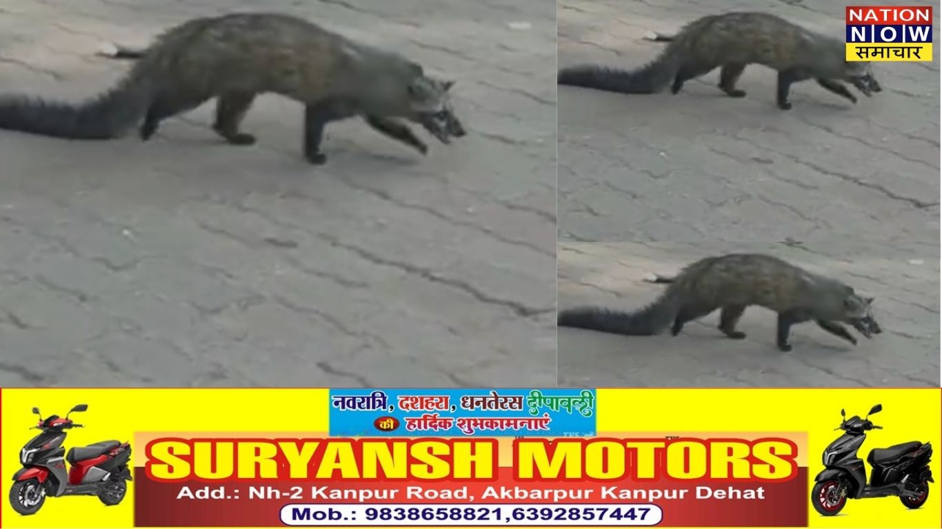 सोशल मीडिया पर जंगली जानवर दिखा तो मचा हड़कंप, वन विभाग ने कवर बिज्जू को सुरक्षित पकड़ा