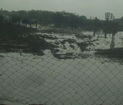 कानपुरदेहात: गौशाला में जलभराव से गोवंश तड़पते रहे, जिम्मेदारों की लापरवाही सामने