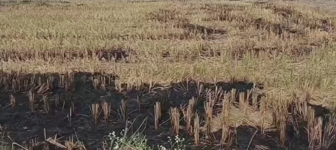 जिला मुख्यालय से 3 किमी दूर खुलेआम पराली जलाने की घटना, सुप्रीम कोर्ट के आदेशों की उड़ी धज्जियां