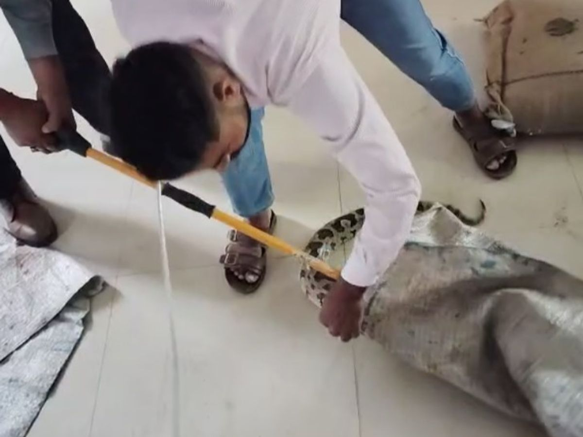 जालौन: सरकारी स्कूल में 10 फीट का अजगर, वन विभाग ने किया रेस्क्यू | Uttar Pradesh Latest News