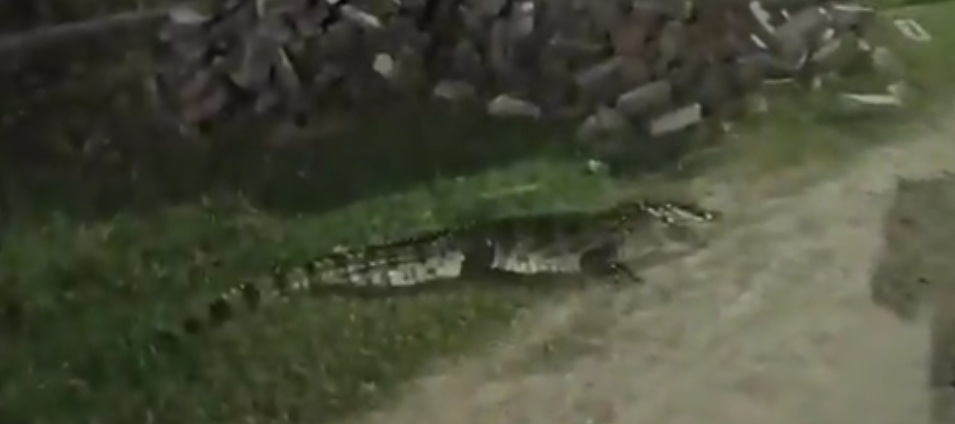 कानपुर: रेजिडेंसी में घुसे दो ‘मगरू’, मोहल्ले में मचा हड़कंप – लोगों ने ईंट चलाकर भगाया!