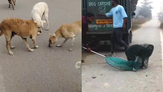 कानपुर में खूंखार कुत्तों को उम्रकैद, दो बार काटने पर ताउम्र कैद का नियम