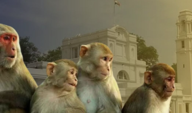delhi-monkey-repellent-pwd-hiring-langsur-sound