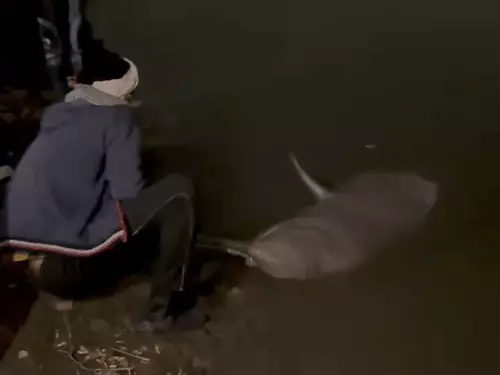 kanpur-ganga-dolphin-death-water-pollution