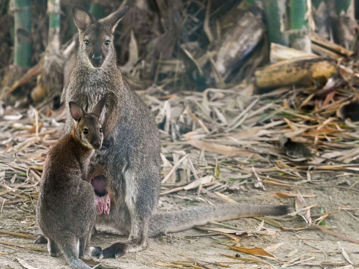 kanpur-zoo-wallaby-birth-news