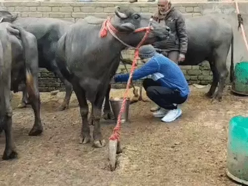 कानपुर में मॉर्निंग वॉक के दौरान किसान के घर पहुंचे विधानसभा अध्यक्ष सतीश महाना, खुद दुहा भैंस का दूध