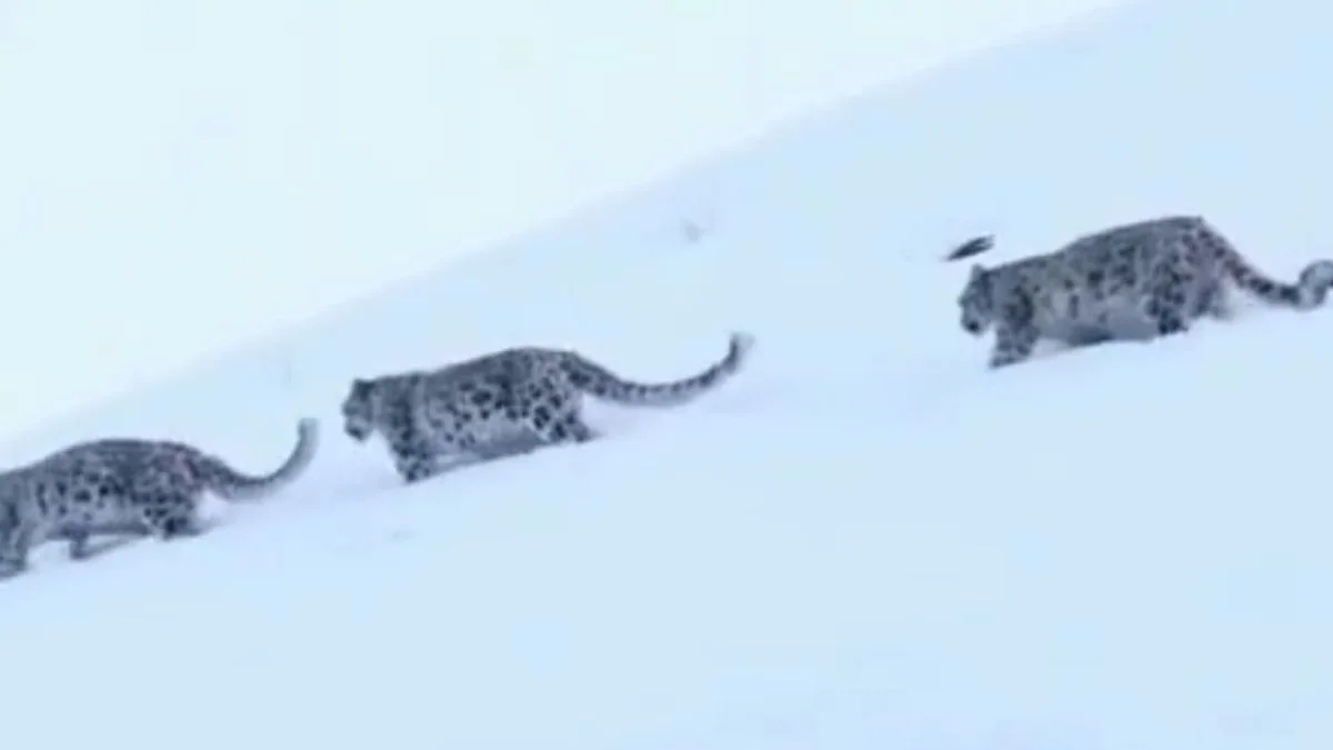 डोडा की बर्फीली वादियों में दिखे तीन हिम तेंदुए, BRO ने शेयर किया वीडियो