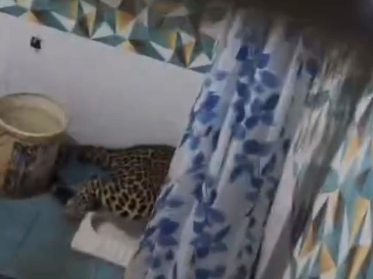 moradabad-leopard-entered-house-harthala-civil-lines-news