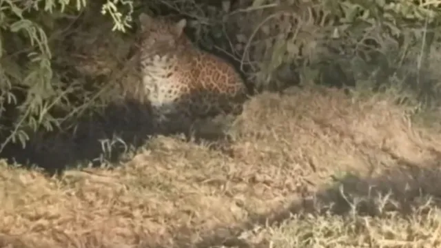amraudha-leopard-terror-kanpur-dehat