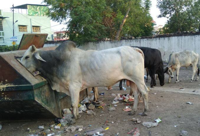 कानपुर में आवारा सांड का कहर, नगर निगम की लापरवाही से बुजुर्ग की दर्दनाक मौत