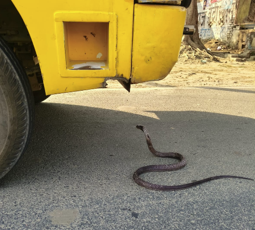 औरैया : स्कूल बस के सामने फन फैलाकर खड़ा हुआ सांप, 25 मिनट तक थमी रही सड़क